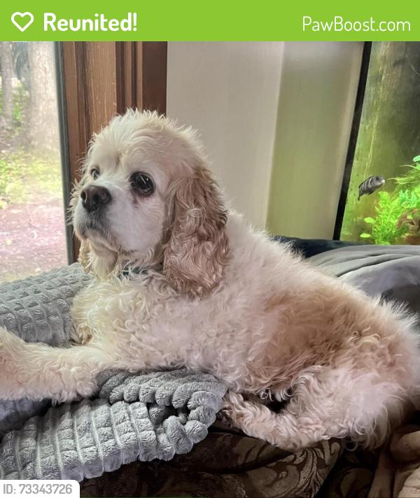 Reunited Female Dog last seen Happy Hollow Drive, Sumac Drive, Happy Hollow Park, West Lafayette, IN 47906