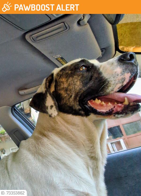 Found/Stray Male Dog last seen Albert Church, Sand Ridge: 2364 US 119 Millstone, WV 25261, Calhoun County, WV 26151