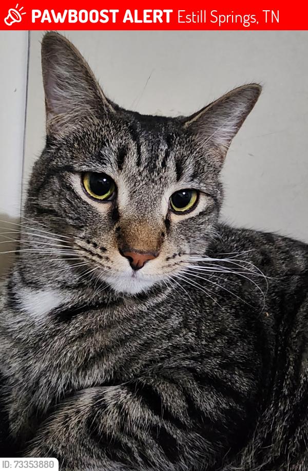 Lost Male Cat last seen Pleasant Grove rd, Estill Springs, TN 37330