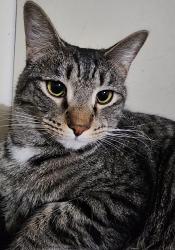Lost Male Cat last seen Pleasant Grove rd, Estill Springs, TN 37330