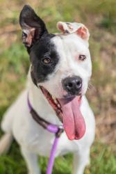 Shelter Stray Female Dog last seen Near Boring Rd, 30034, GA, 3280 Chamblee Dunwoody Rd, Chamblee, GA 30341, USA