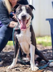 Shelter Stray Male Dog last seen Near Central Dr, Stone Mountain, GA 30083, 30083, GA, 3280 Chamblee Dunwoody Rd, Chamblee, GA 30341, USA
