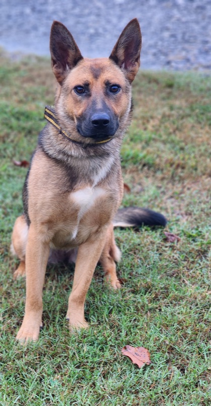 Shelter Stray Female Dog last seen Near JEWEL ST PICKENS, SC 29671, PICKENS COUNTY, SC, 193 County Farm Rd, Pickens, SC 29671, USA