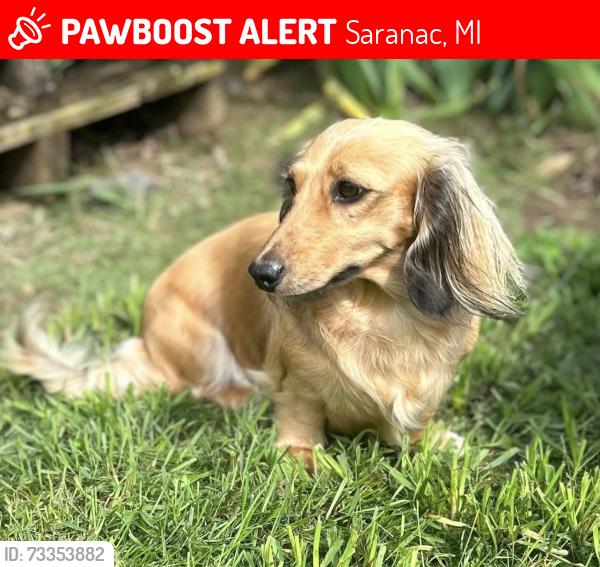 Lost Female Dog last seen Grand River Rd, Saranac, MI 48881