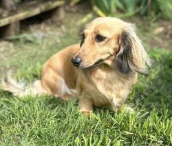 Lost Female Dog last seen Grand River Rd, Saranac, MI 48881