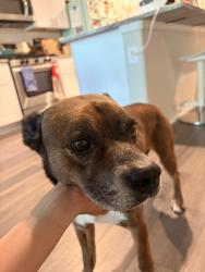 Reunited Male Dog last seen Near Cypresswood and Guinstead Dr, Spring, TX 77387