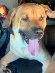 Found/Stray Male Dog last seen Port Saint Lucie, Port St. Lucie, FL 34952
