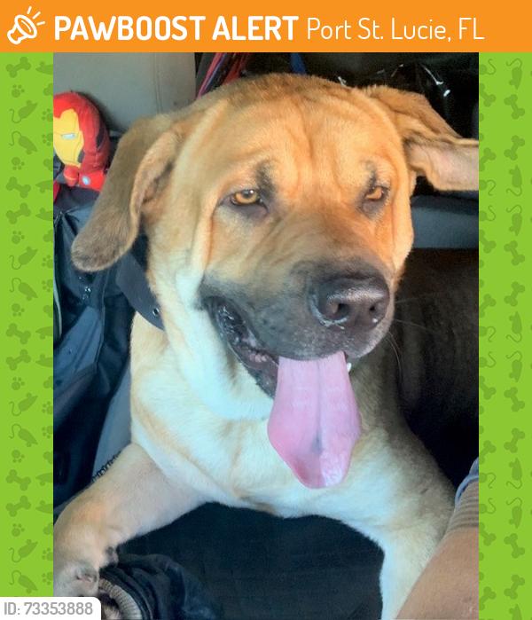Found/Stray Male Dog last seen Port Saint Lucie, Port St. Lucie, FL 34952