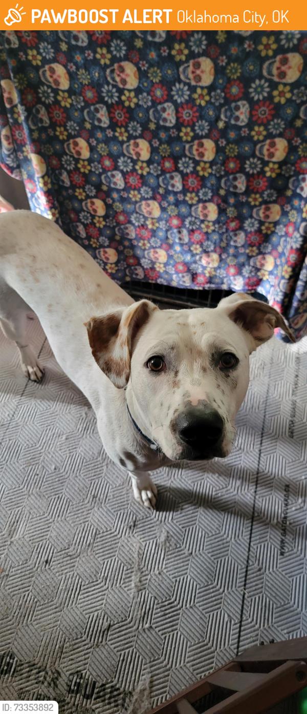 Found/Stray Female Dog last seen NW 47th and Classen, Oklahoma City, OK 73118
