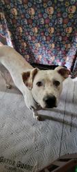 Found/Stray Female Dog last seen NW 47th and Classen, Oklahoma City, OK 73118