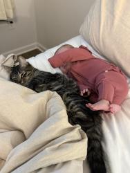 Lost Male Cat last seen Jakes Drive & Highway 389, Panama City, FL 32405