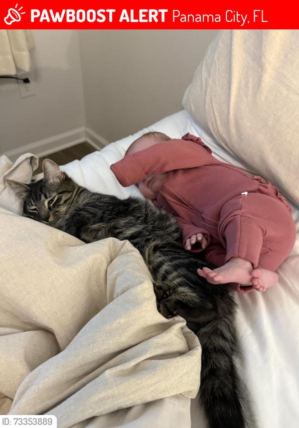 Lost Male Cat last seen Jakes Drive & Highway 389, Panama City, FL 32405