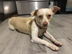 Found/Stray Male Dog last seen Newport News Warwick Blvd, Williamsburg, VA 23185