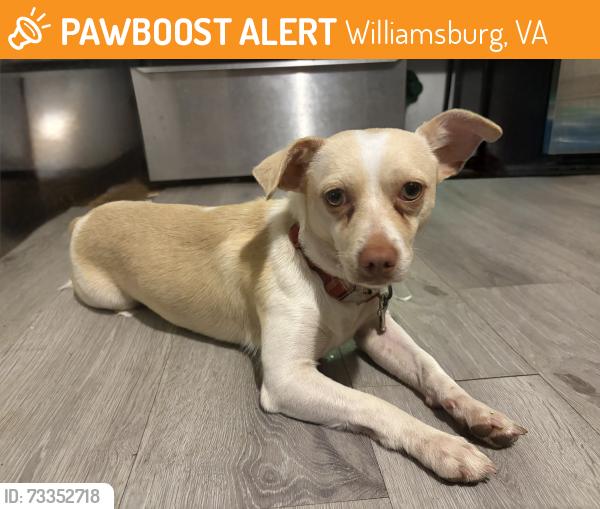 Found/Stray Male Dog last seen Newport News Warwick Blvd, Williamsburg, VA 23185