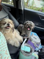 Reunited Unknown Dog last seen HWY 301 and commerce, DeSoto County, MS 38641