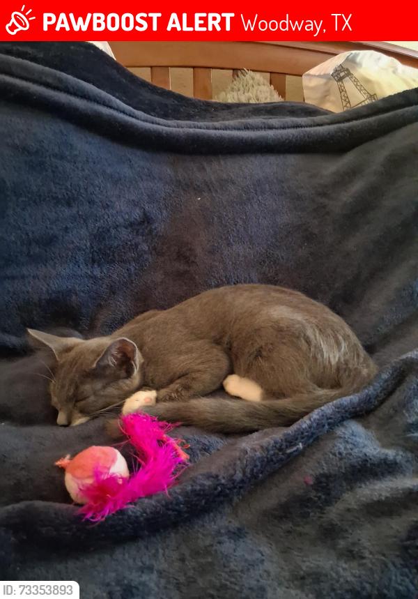 Lost Female Cat last seen Woodway Dr, Woodway, TX 76712