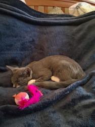 Lost Female Cat last seen Woodway Dr, Woodway, TX 76712