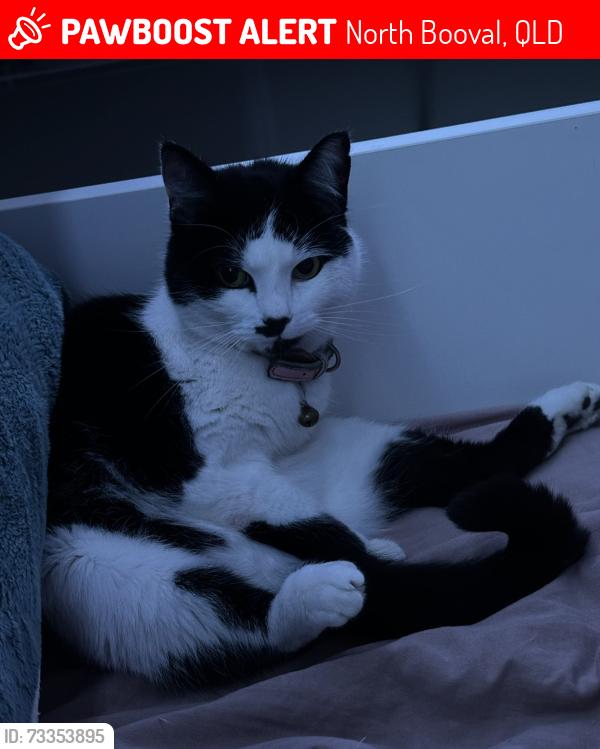 Lost Female Cat last seen Train station, thrift store, North Booval, QLD 4304