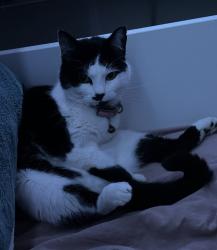 Lost Female Cat last seen Train station, thrift store, North Booval, QLD 4304