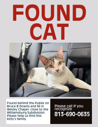 Reunited Unknown Cat last seen Bruce B Downs and 56 - Behind Publix near Williamsburg Subdivision, Bruce B Downs Blvd, FL 33647