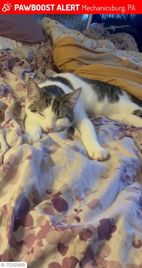 Lost Male Cat last seen Simpson library, Mechanicsburg, PA 17055