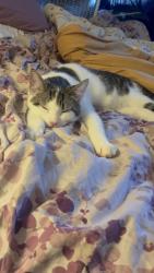 Lost Male Cat last seen Simpson library, Mechanicsburg, PA 17055