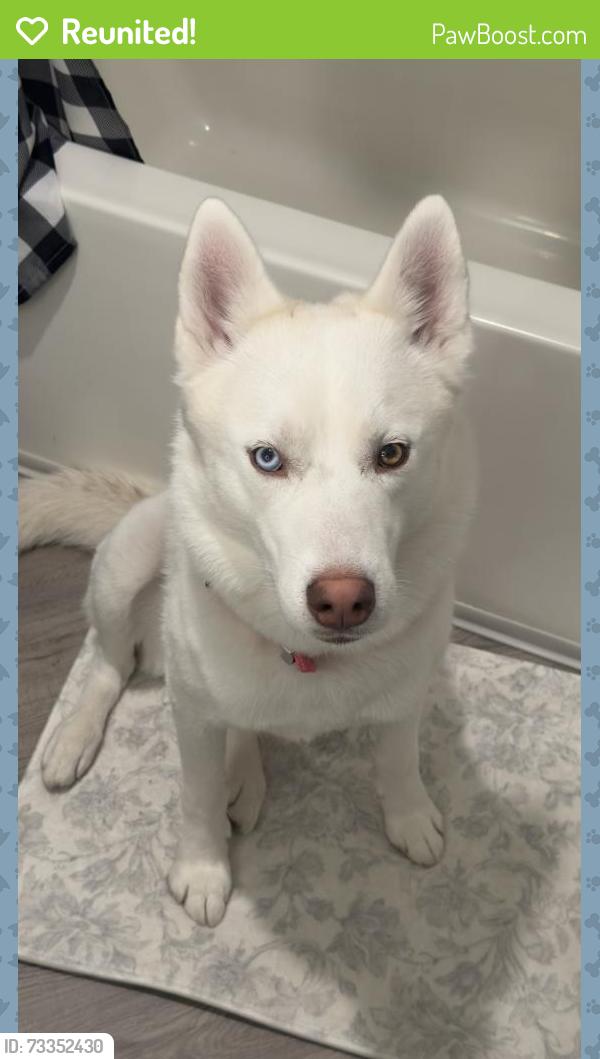 Reunited Male Dog last seen Anton Aspire apmt, Milpitas, CA 95035