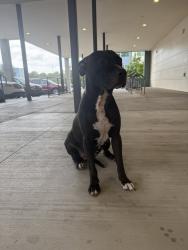 Shelter Stray Female Dog last seen TX, 7201 Levander Loop bldg a, Austin, TX 78702, USA