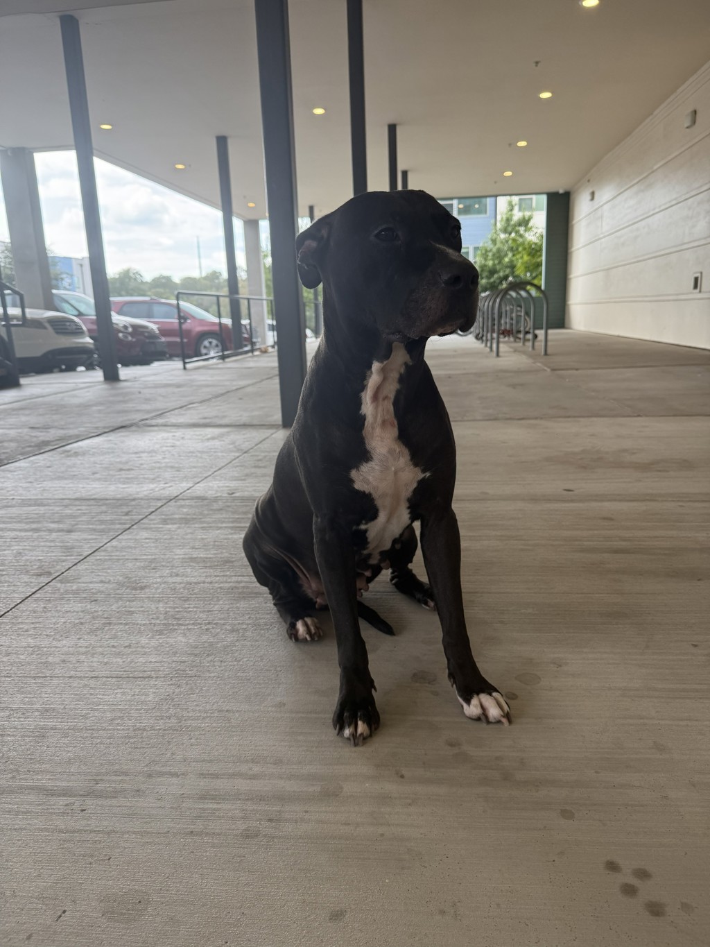 Shelter Stray Female Dog last seen TX, 7201 Levander Loop bldg a, Austin, TX 78702, USA
