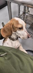 Reunited Male Dog last seen Sunset Pt rd, Clearwater, FL 33755