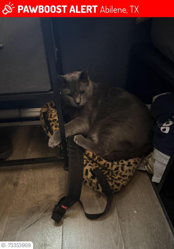 Lost Male Cat last seen Home, Abilene, TX 79606