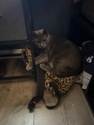 Lost Male Cat last seen Home, Abilene, TX 79606