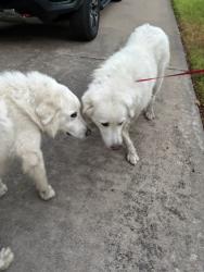 Found/Stray Unknown Dog last seen Overton Park East and Hartwood Drive, Fort Worth, TX 76109