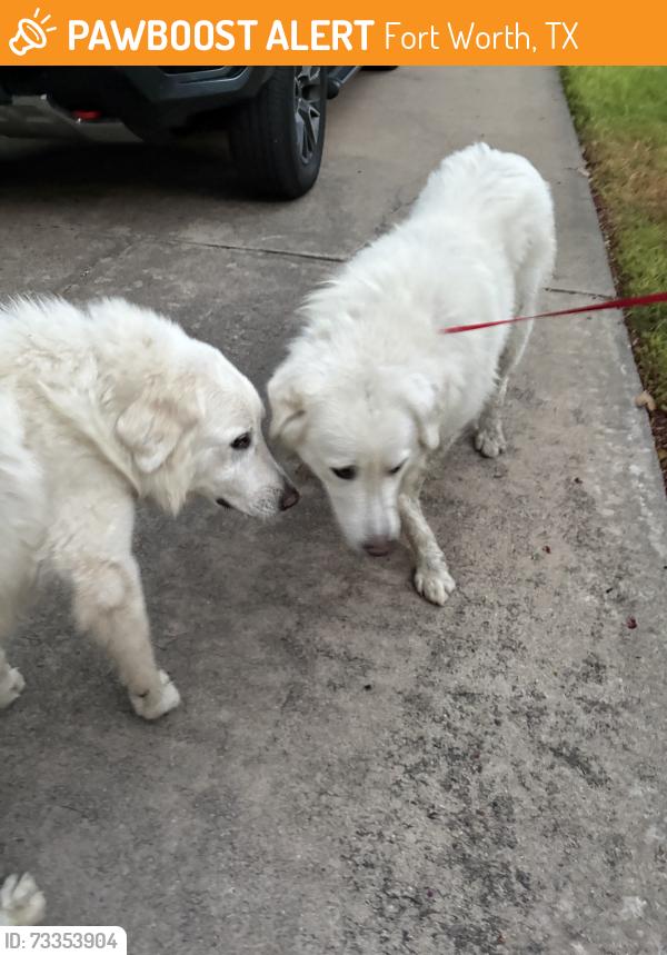 Found/Stray Unknown Dog last seen Overton Park East and Hartwood Drive, Fort Worth, TX 76109