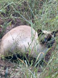 Found/Stray Unknown Cat last seen Near Grapewood rd, Spring Hill, FL 34609