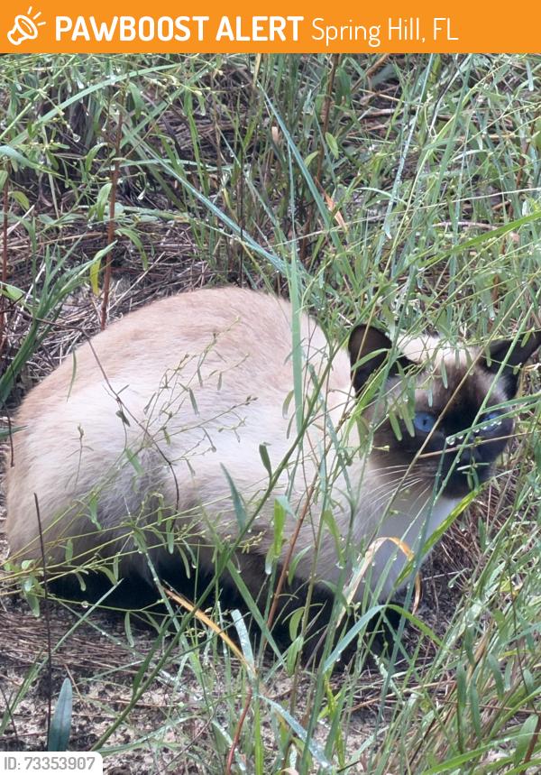 Found/Stray Unknown Cat last seen Near Grapewood rd, Spring Hill, FL 34609