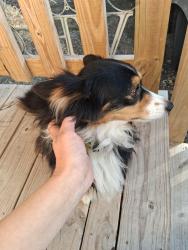 Reunited Male Dog last seen Weeks Rd, Cleburne, TX 76031