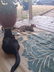 Lost Female Cat last seen Woodway Dr, Woodway, TX 76712
