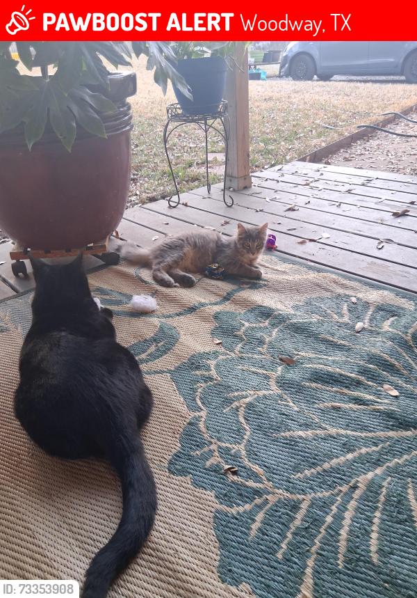 Lost Female Cat last seen Woodway Dr, Woodway, TX 76712