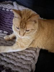 Lost Male Cat last seen Central, Holland, MI 49423