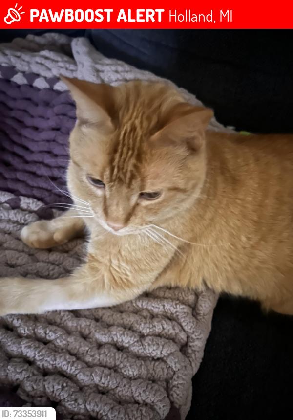 Lost Male Cat last seen Central, Holland, MI 49423