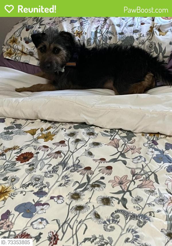 Reunited Male Dog last seen Kenasaw, Lexington, KY 40515