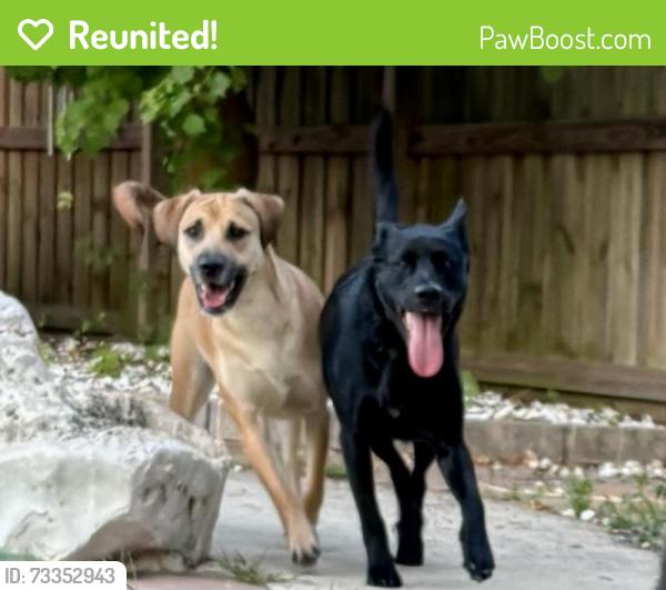 Reunited Female Dog last seen Fm 1314, Porter, TX 77365