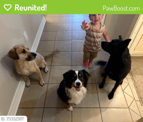 Reunited Male Dog last seen Fm 1314, Porter, TX 77365