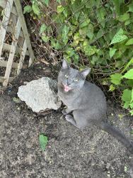 Reunited Male Cat last seen Oakshire and 11 mile, Berkley, MI 48072