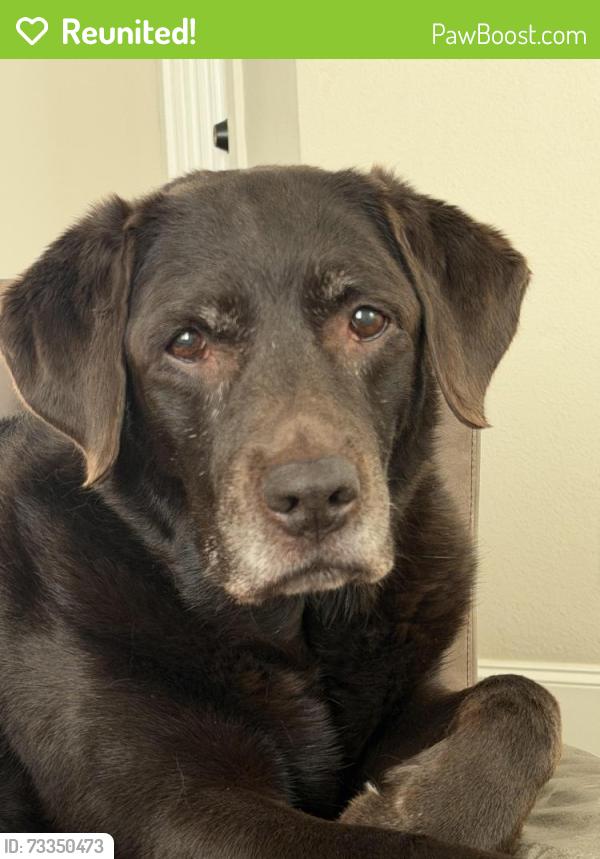 Reunited Female Dog last seen Lover’s & Dickens Avenue, University Park, TX 75205