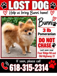 Lost Female Dog last seen Carrow’s Market, Imperial Township, MO 63052