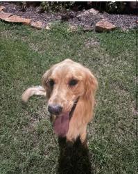 Reunited Male Dog last seen Lori Ln, Porter, TX 77365