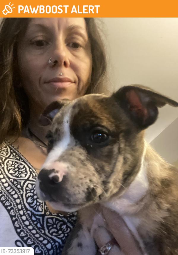Found/Stray Female Dog last seen Alex Bell & Lamme Rd, Montgomery County, OH 45439