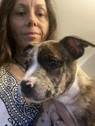 Found/Stray Female Dog last seen Alex Bell & Lamme Rd, Montgomery County, OH 45439